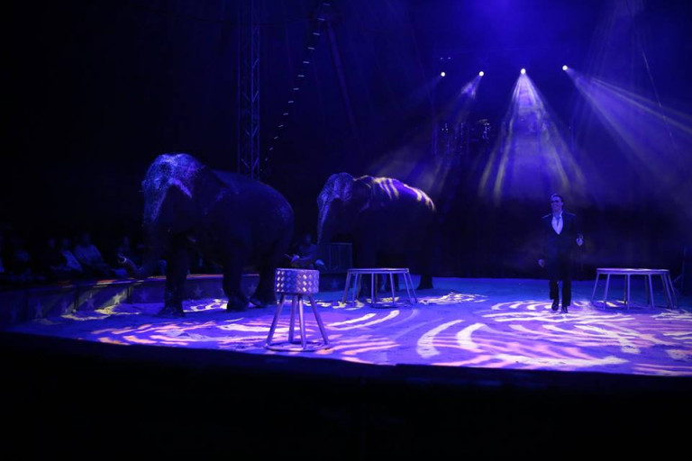 Az elefántok fellépése